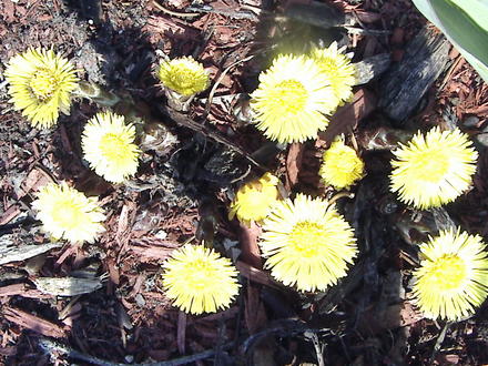 Coltsfoot (Tussilago farfara (Ass Foot))