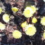 2008-04-18_coltsfoot__tussilago_farfara