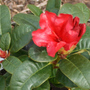 Garden 08