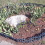2008-04-18_rock_garden_coming_to_life