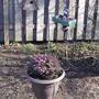2008-04-18__heath_planter_in_wildflower_area