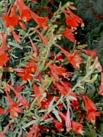 Californian fuschia ( courtesy of Geocities.com) (Zauschneria californica)