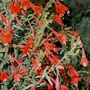 Cal_fuchsia