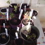 Some perennials starting