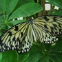 Butterfly Farm, Long Sutton, Spalding, Lincolnshire