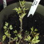 2008-04-18_bleeding_hearts