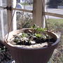 Strawberry baskets (fragaria ananassa)