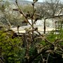 Wisteria in bud.