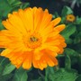 calendula (Calendula officinalis (English marigold))