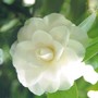 camellia again (camellia)