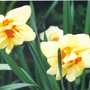 daffodils (narcissus)