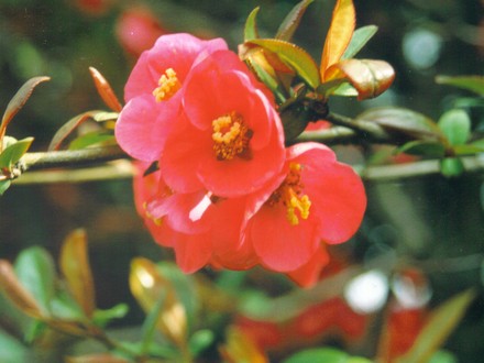 quince (Chaenomeles speciosa (Flowering quince))