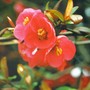 quince (Chaenomeles speciosa (Flowering quince))
