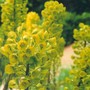 spurge (euphorbia)
