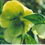 hellebore (Helleborus orientalis (Lenten rose))