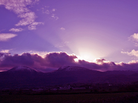 purlple