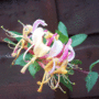 Honeysuckle (lonicera)