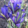 same irises as in Apr6 pic...12 days ago....