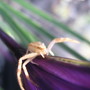 he left the safety of his petals because this chrome eye was looming over him.