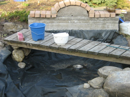 Scrubbing....scrubbing...removing algae.
