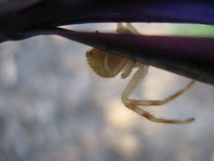 spinerettes on abdomen...