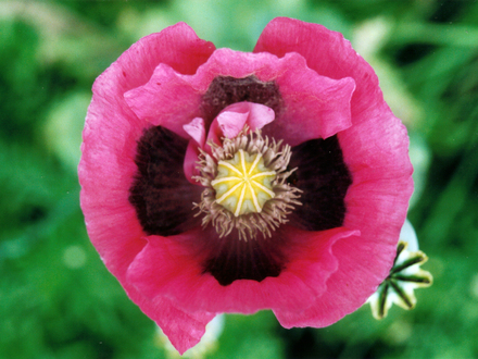 Poppy