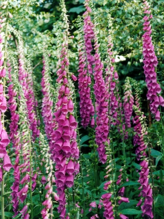 Foxgloves (Digitalis purpurea (Common foxglove))