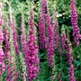 Foxgloves_copy
