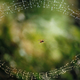 Charlotte_spinning_her_web_copy