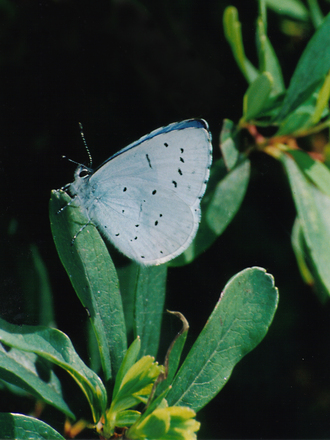 Holly Blue butterfly