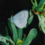 Holly_blue_copy