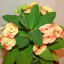 _TEXAS_002.EUPHORBIA MILLII