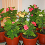 _TEXAS_005.EUPHORBIA MILLII