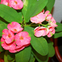 _TEXAS_006.EUPHORBIA MILLII