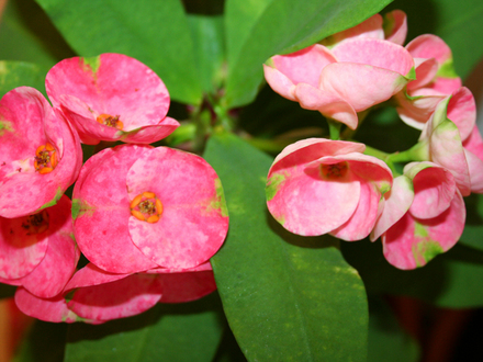 _TEXAS_007.EUPHORBIA MILLII