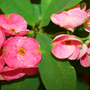 _TEXAS_007.EUPHORBIA MILLII