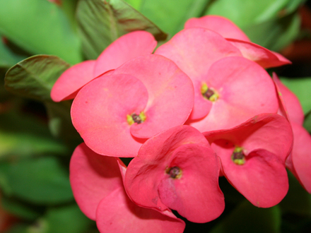 _TEXAS_009.EUPHORBIA MILLII