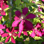 _TEXAS_011.CLEMATIS---NIOBE