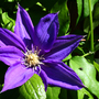 _TEXAS_017.CLEMATIS