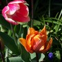 Orange & pink tulips (tulip)