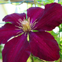 _TEXAS_019.CLEMATIS