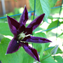 _TEXAS_020.CLEMATIS