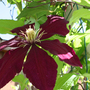_TEXAS_021.CLEMATIS