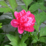 Red Peony