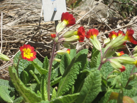 cowslip