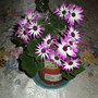 Senetti