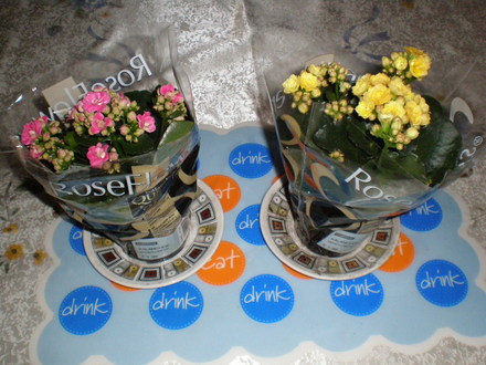 KALANCHOE