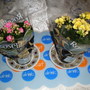Kalanchoe