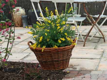 Sunshine (Cytisus 'Golden Tears' & Sutera Cabana)