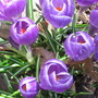 crocus (Crocus vernus (Dutch crocus))
